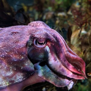 Photo of a cuttlefish.