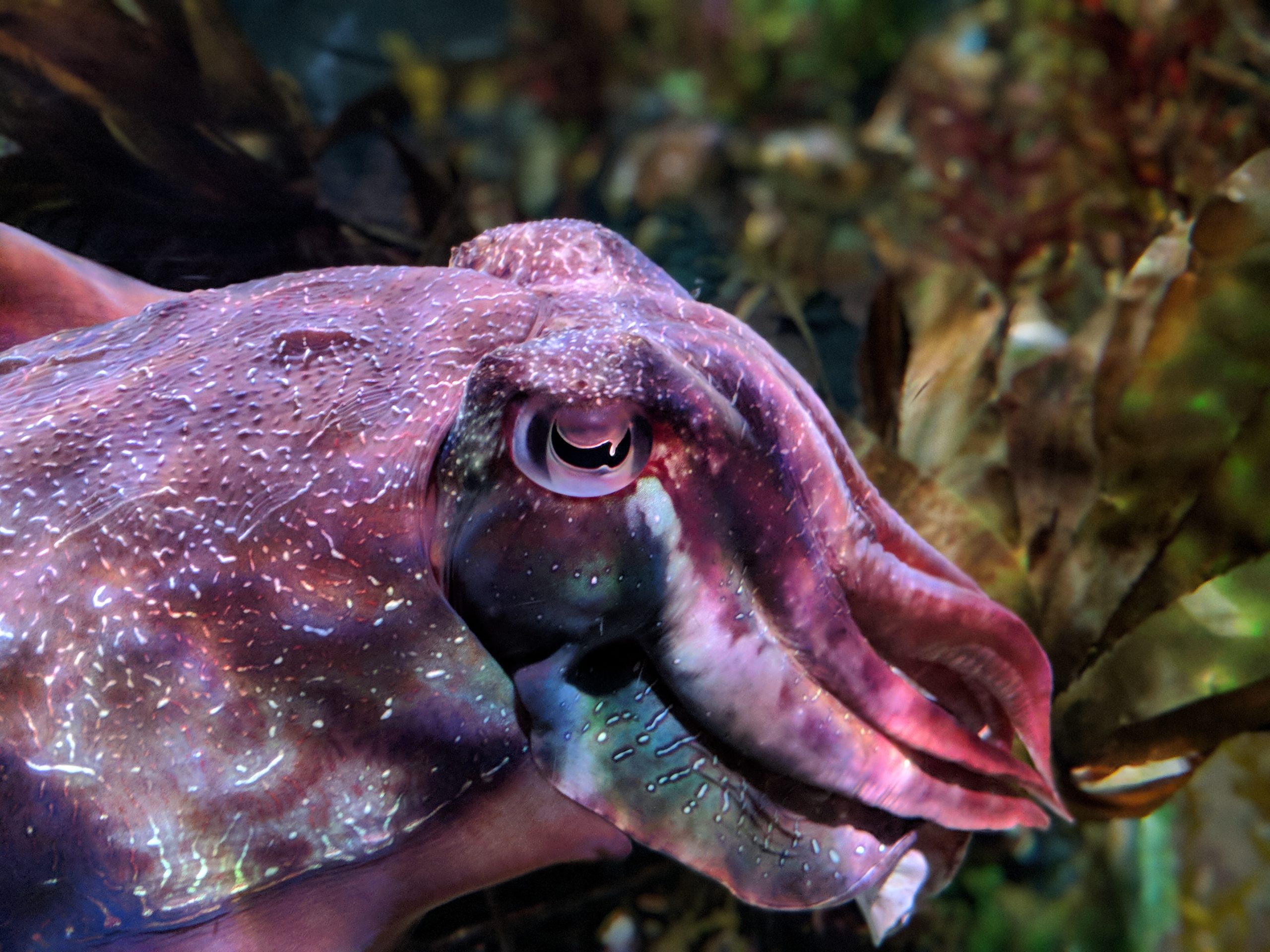 Photo of a cuttlefish.