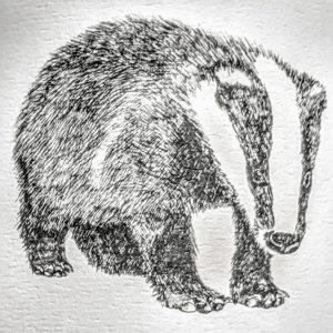 Black and white sketch of a badger.